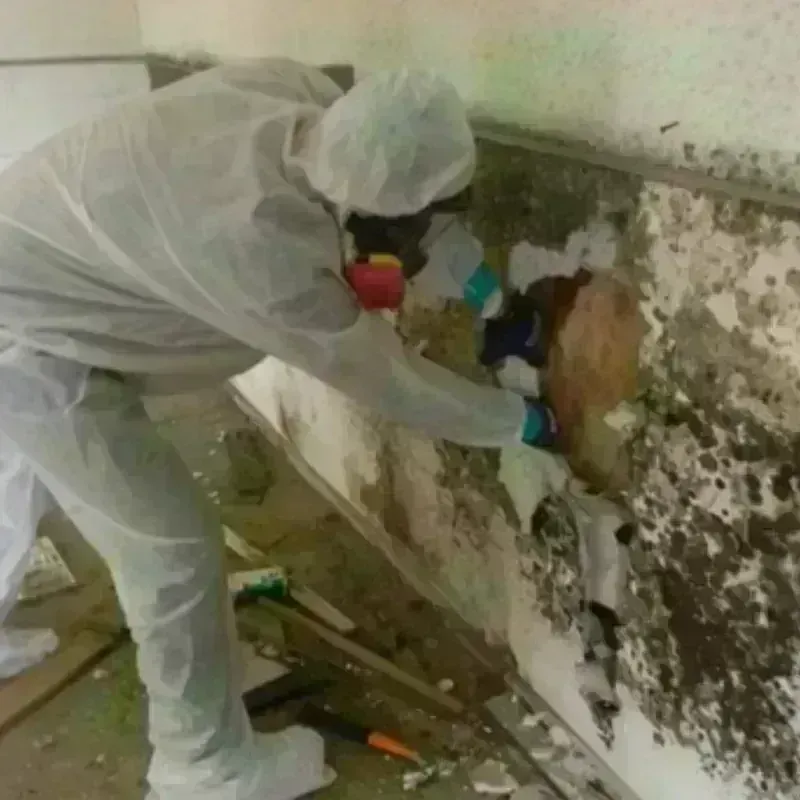 Mold Remediation and Removal in Green Level, NC